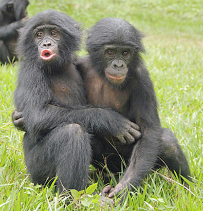 Like Humans, Young Bonobos Comfort Those in Stress | Discover Magazine