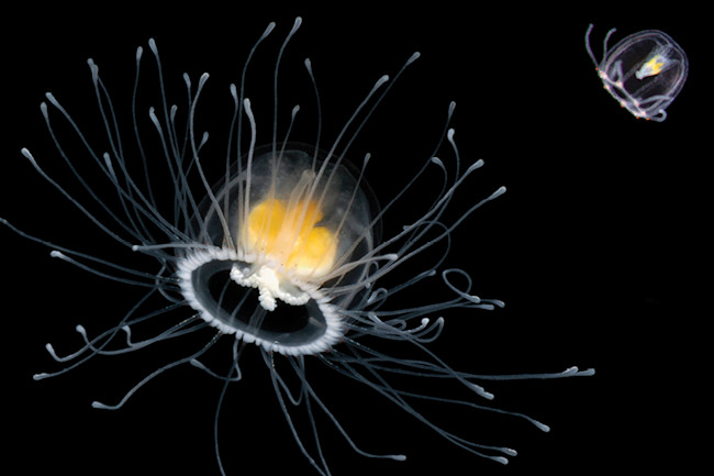 The Immortal Jellyfish | Discover Magazine