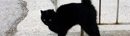Blackcat.jpg