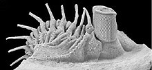 trilobiteeyesweb.jpg