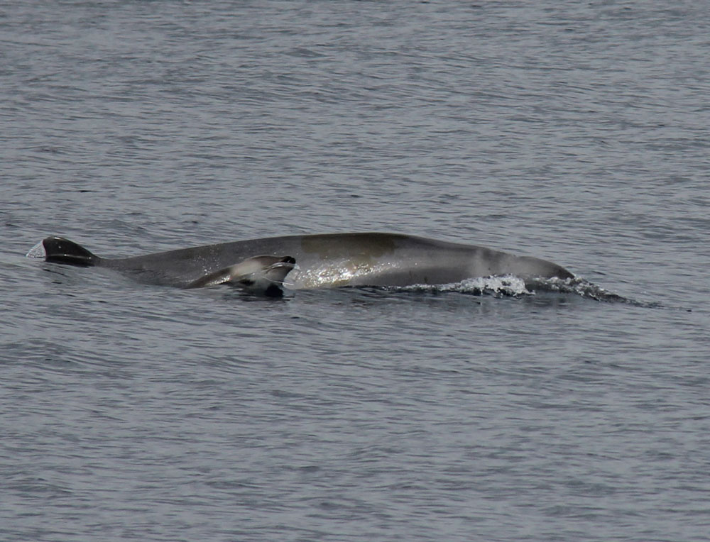 calf-trues-beaked-whale.jpg