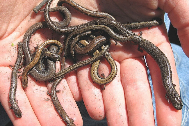 bunch-of-salamanders.jpg