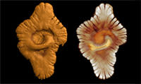 Gabon_fossils.jpg