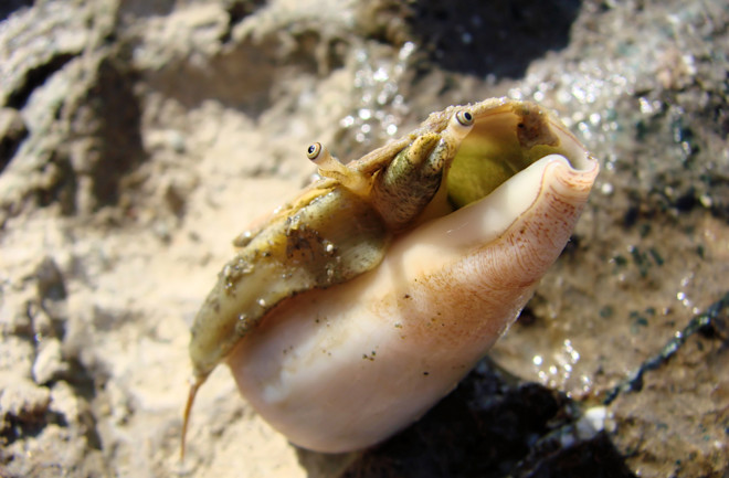 Cone snail