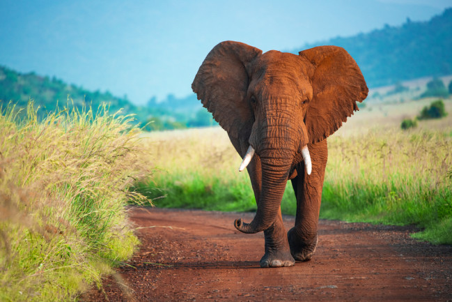How Many Elephants are Left in the World 2024  