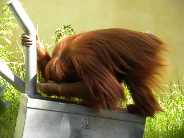 Orangutan_tool_stickprobing.jpg