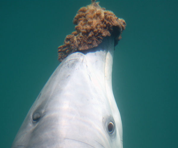 Dolphins Protect Themselves With Sponges To Seek Out BottomDwelling Fish Discover Magazine