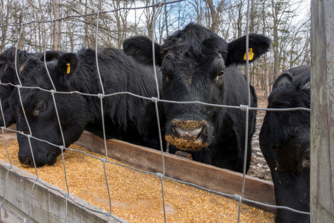 Finition du grain des vaches Black Angus - Shutterstock