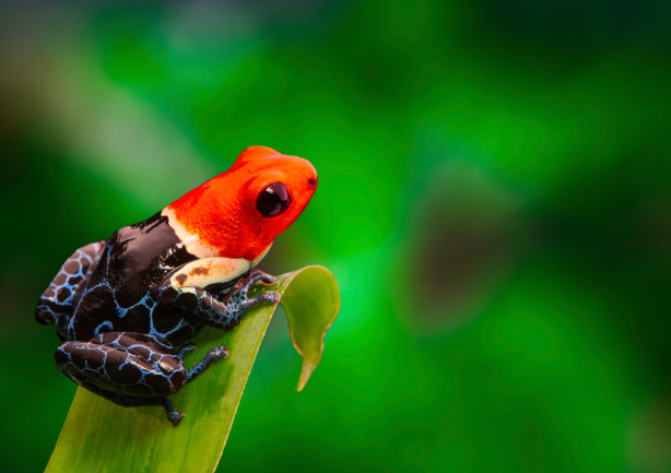 tropical rainforest amphibians