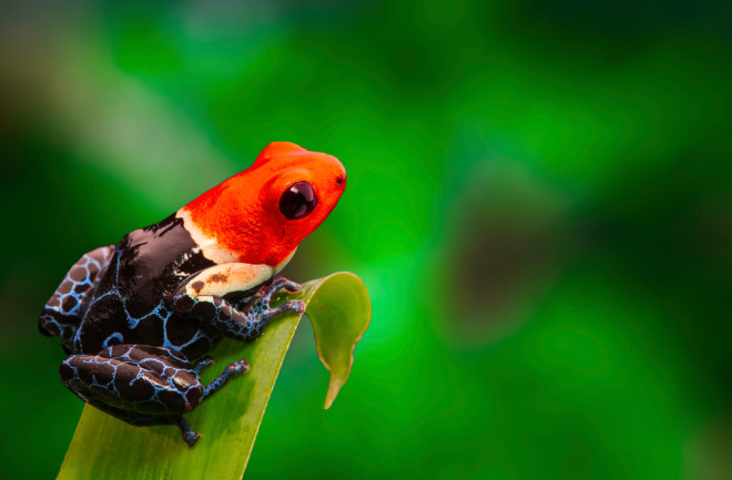 4 Ways Animals Adapt To Life In The Rainforest | Discover Magazine