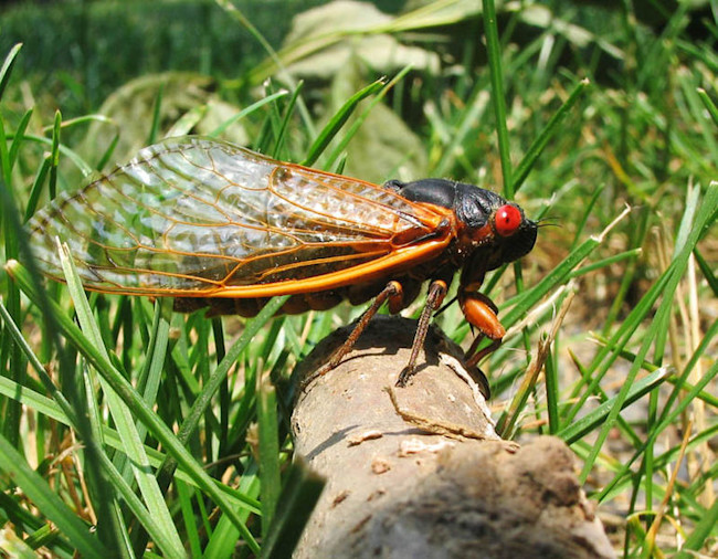 770px-17 Year Cicada - Brood X