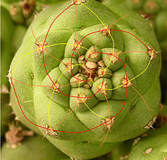 fibonacci.jpg
