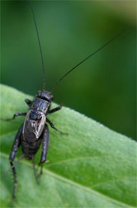 Cricket.jpg