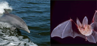 Dolphin_bat.jpg