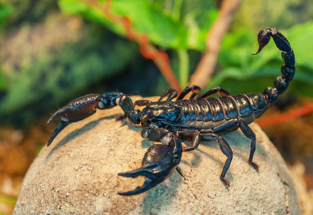 Scorpion Venom Has A Secret Ingredient: Acid | Discover Magazine