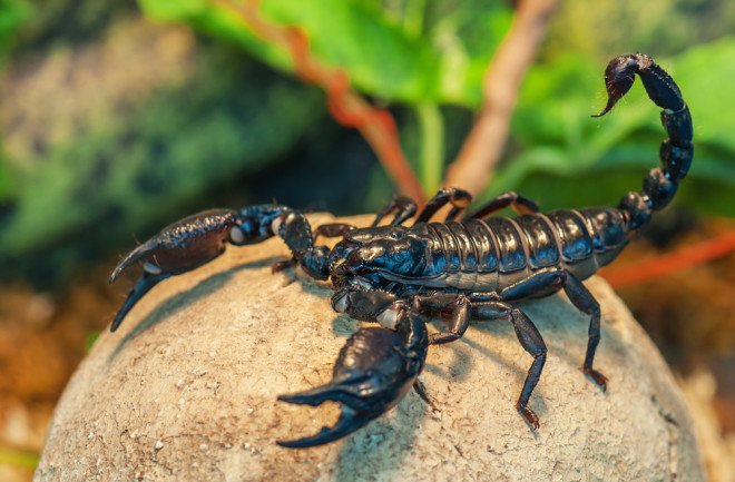 An emperor scorpion. (Credit: By Vova Shevchuk/Shutterstock)