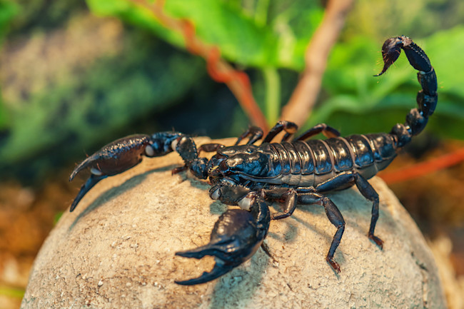 உங்களுக்கான கனவுகளும் பலன்களும் பகுதி 45 10 Scorpion Venom Has A Secret Ingredient: Acid | Discover Magazine