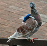 Pigeon_backpack.jpg
