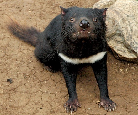 tasmanian-devil.jpg