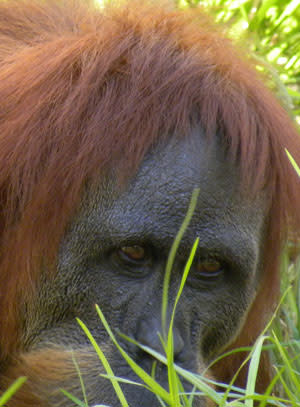 Orang_portrait.jpg