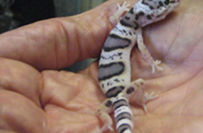 leopard-gecko.jpg