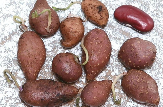 Four Corners Potatoes Solanum jamesii