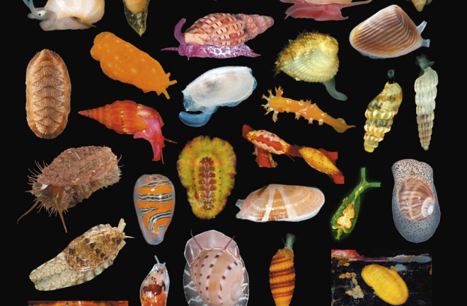 Mollusk Diversity - Abela, Charles, Maestrati
