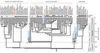 Phylogeny-thumb-200x106-19057.jpg