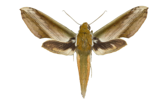 Hawk-moth.jpg