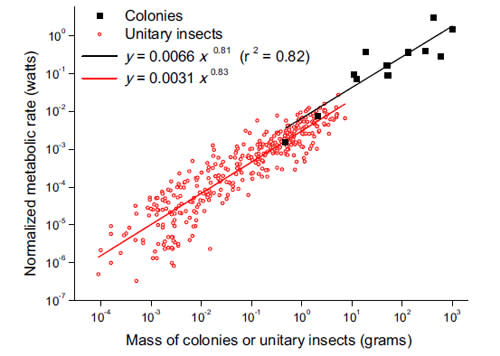 Colonies_individuals.jpg