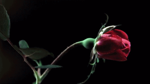 sd04.gif