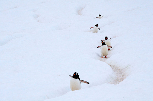 1200px-Gentoo_Penguin_AdF.jpg