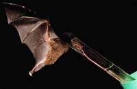 Tubelippedbat.jpg