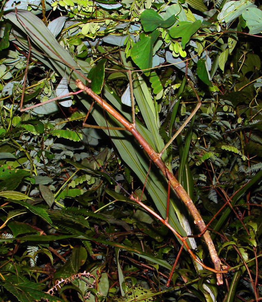 stick-insect2-888x1024.jpg