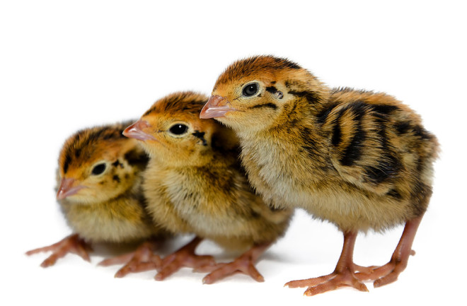 chicks.jpg