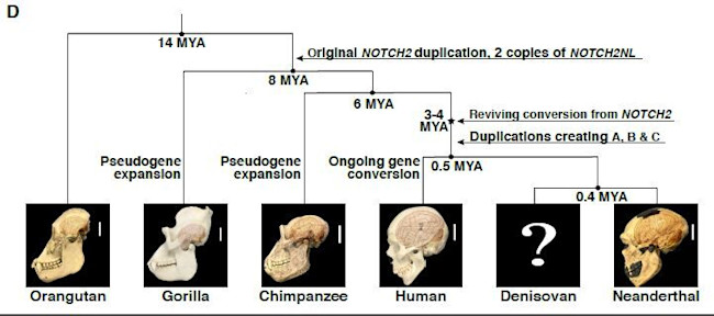 This-figure-illustrates-the-evolutionary-history-of-the-NOTCH2NL-genes-in-the-great-ape-lineage-CREDIT-Fiddes-et-al_preview.jpg