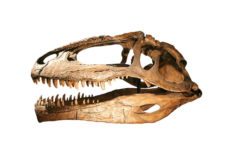CARCHARODONTOSAURUS SKULL GLOSSY POSTER PICTURE PHOTO carnivorous dinosaurs 657 