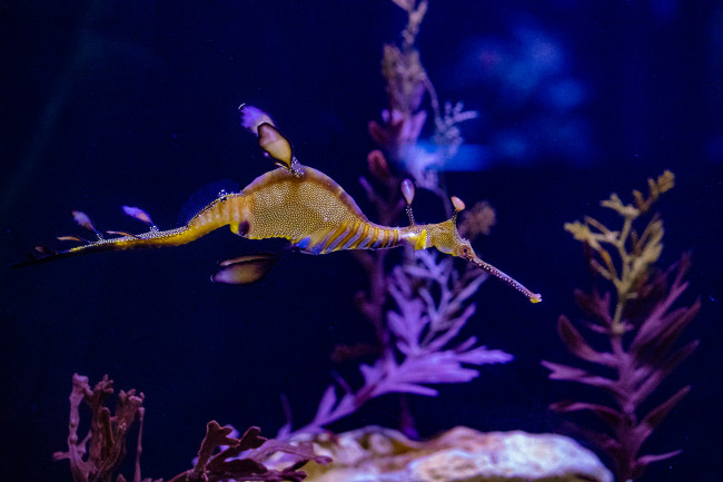 Weedy Sea Dragon