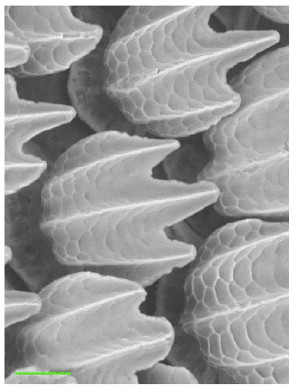 shark-denticles.jpg