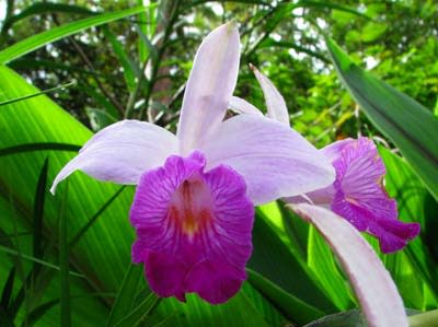2-arundina-flower.jpg