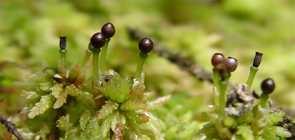 Sphagnum-moss.jpg