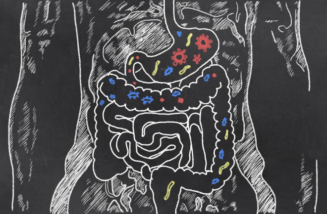 gut microbiome - shutterstock