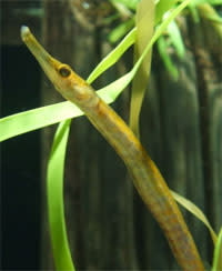 Pipefish.jpg