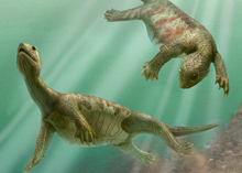 turtle-ancestor.jpg