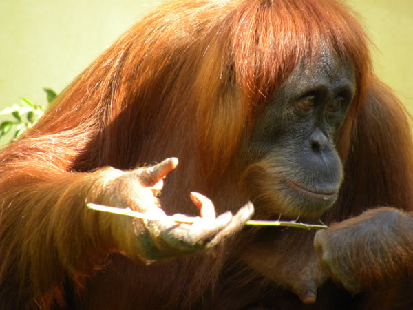 Orangutan_twig.jpg