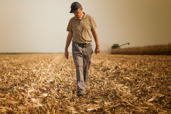farmer grows food harvests corn - Shutterstock