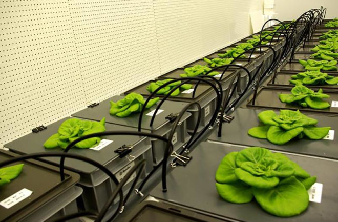 Lettuce-in-Space.jpg