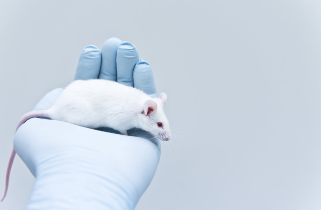 lab mouse shutterstock 556378909 