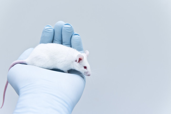 lab mouse shutterstock 556378909