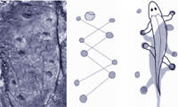 Tetrapods.jpg